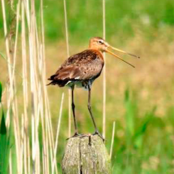 Natuerkooperaasje Baarderadiel