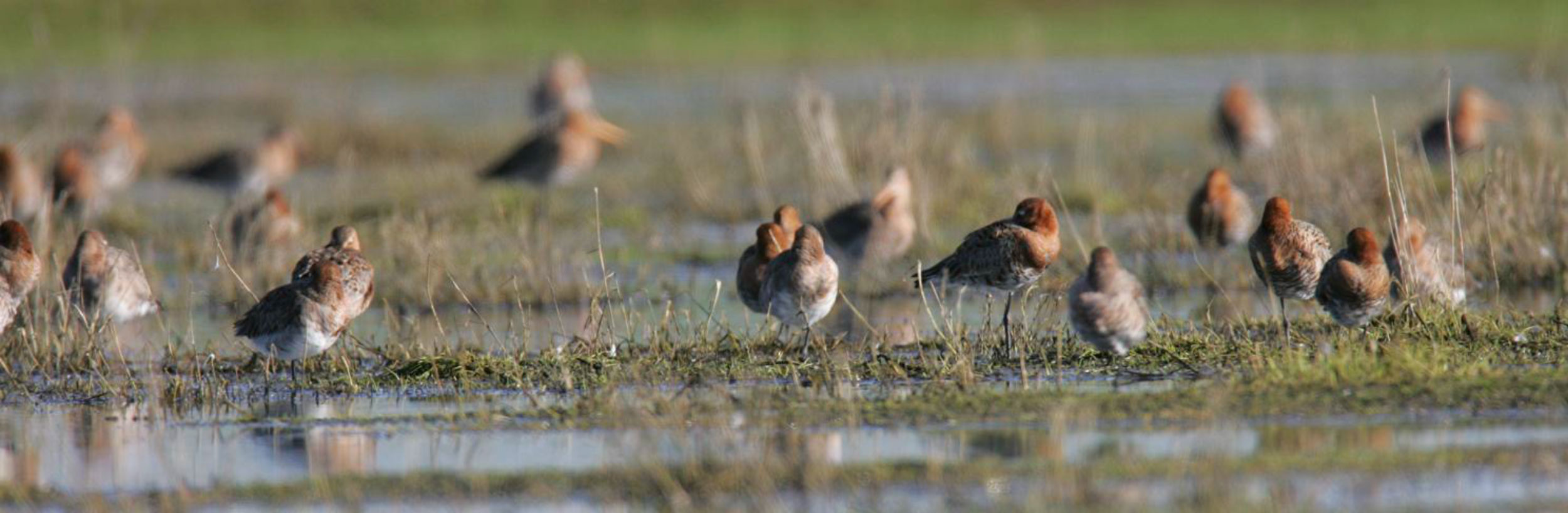 Natuerkooperaasje Baarderadiel