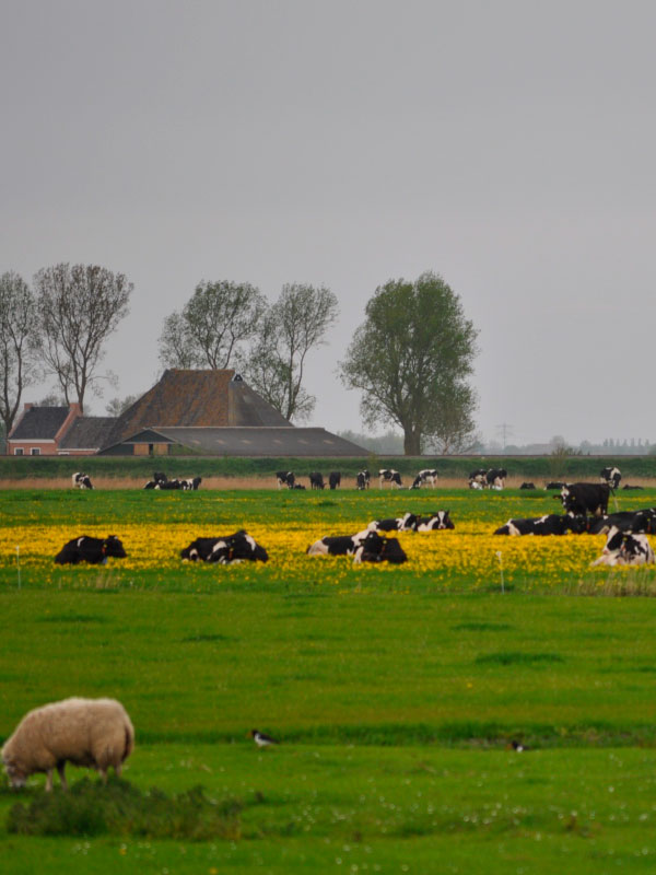 Natuerkooperaasje Baarderadiel