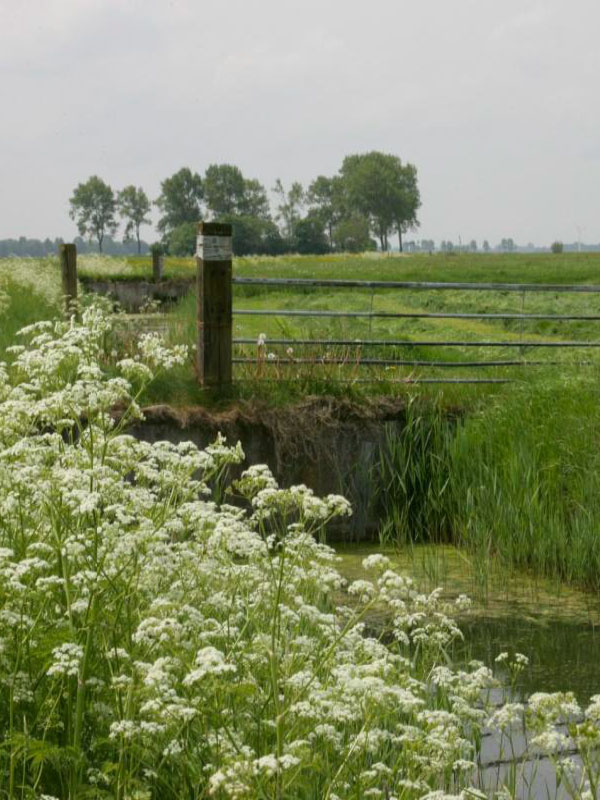 Natuurkooperaasje Baarderadiel