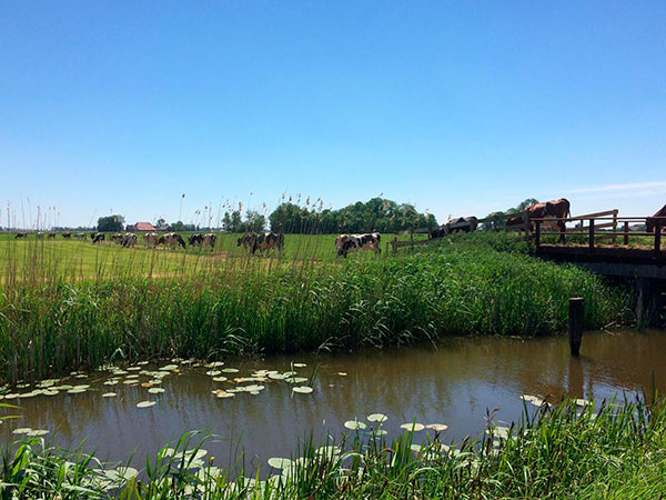 Natuerkooperaasje Baarderadiel