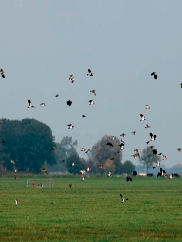 Natuerkooperaasje Baarderadiel