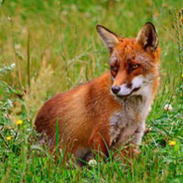 Natuerkooperaasje Baarderadiel