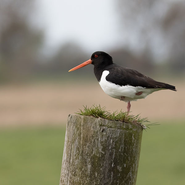 Natuerkooperaasje Baarderadiel