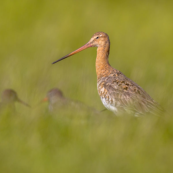 Natuerkooperaasje Baarderadiel